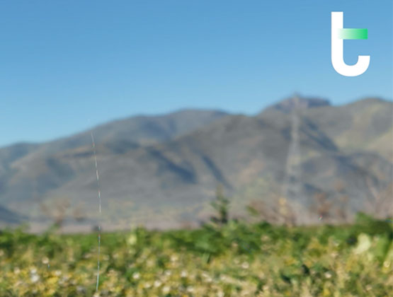 Identificación temprana de vegetación